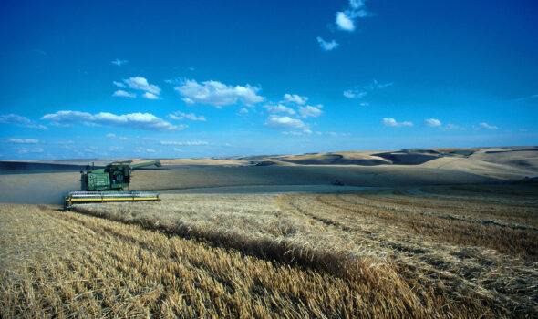 A tractor harvests barley